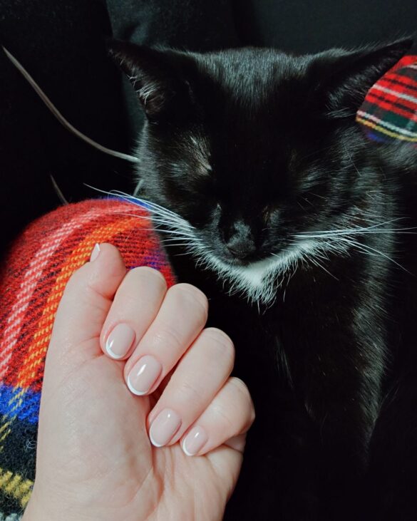 Elegancki manicure micro-french w odcieniu nude na tle puszystego, czarnego kota.