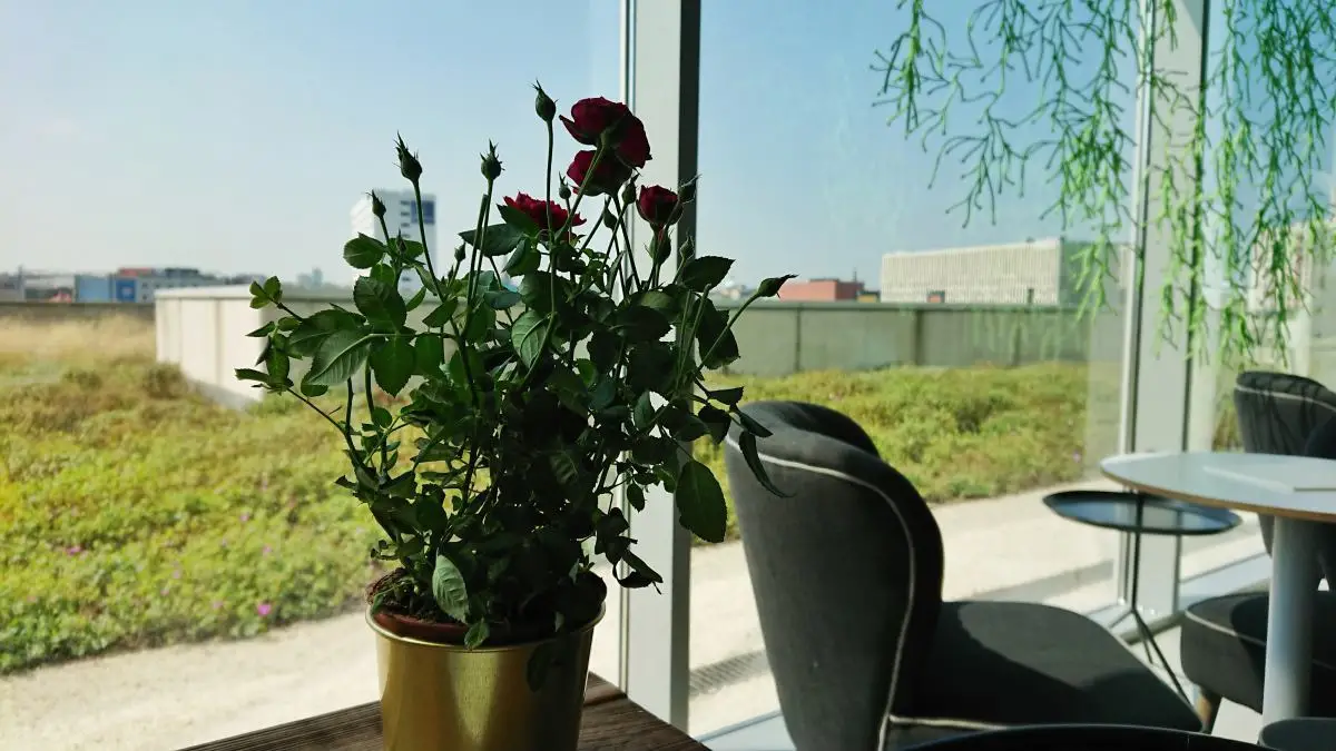 Moodro Bistro & Cafe, Katowice