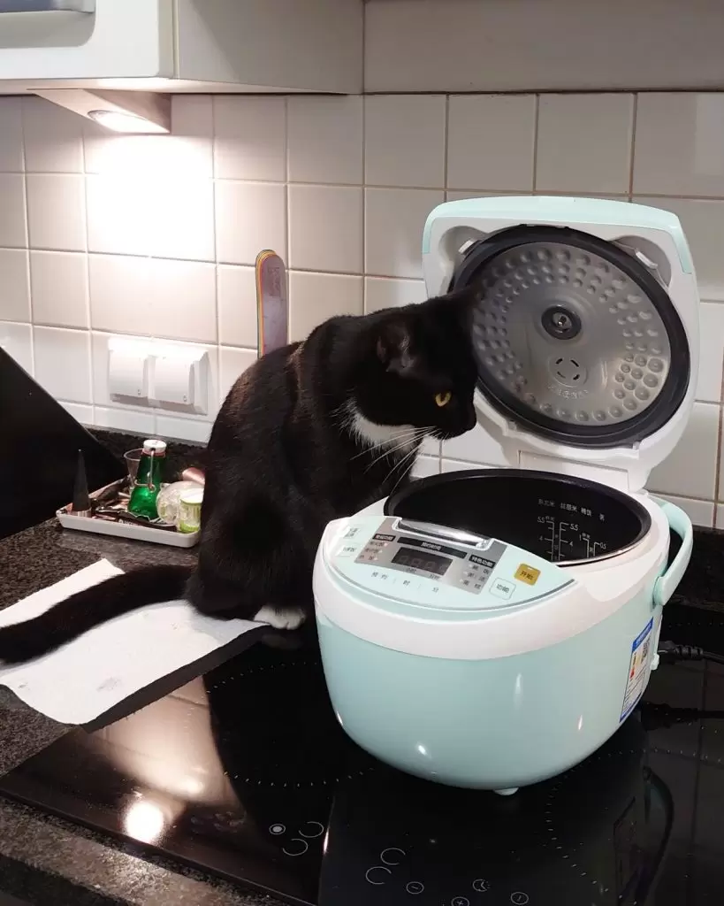 czy warto kupic ryzowar